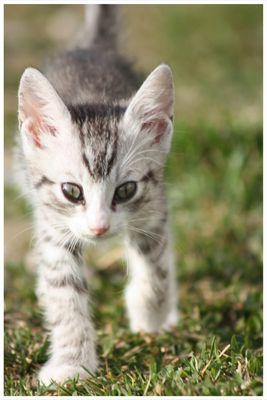 ..in den Fußstapfen eines Tigers!!!