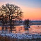 In den gefrorenen Rheinauen vor Sonnenaufgang