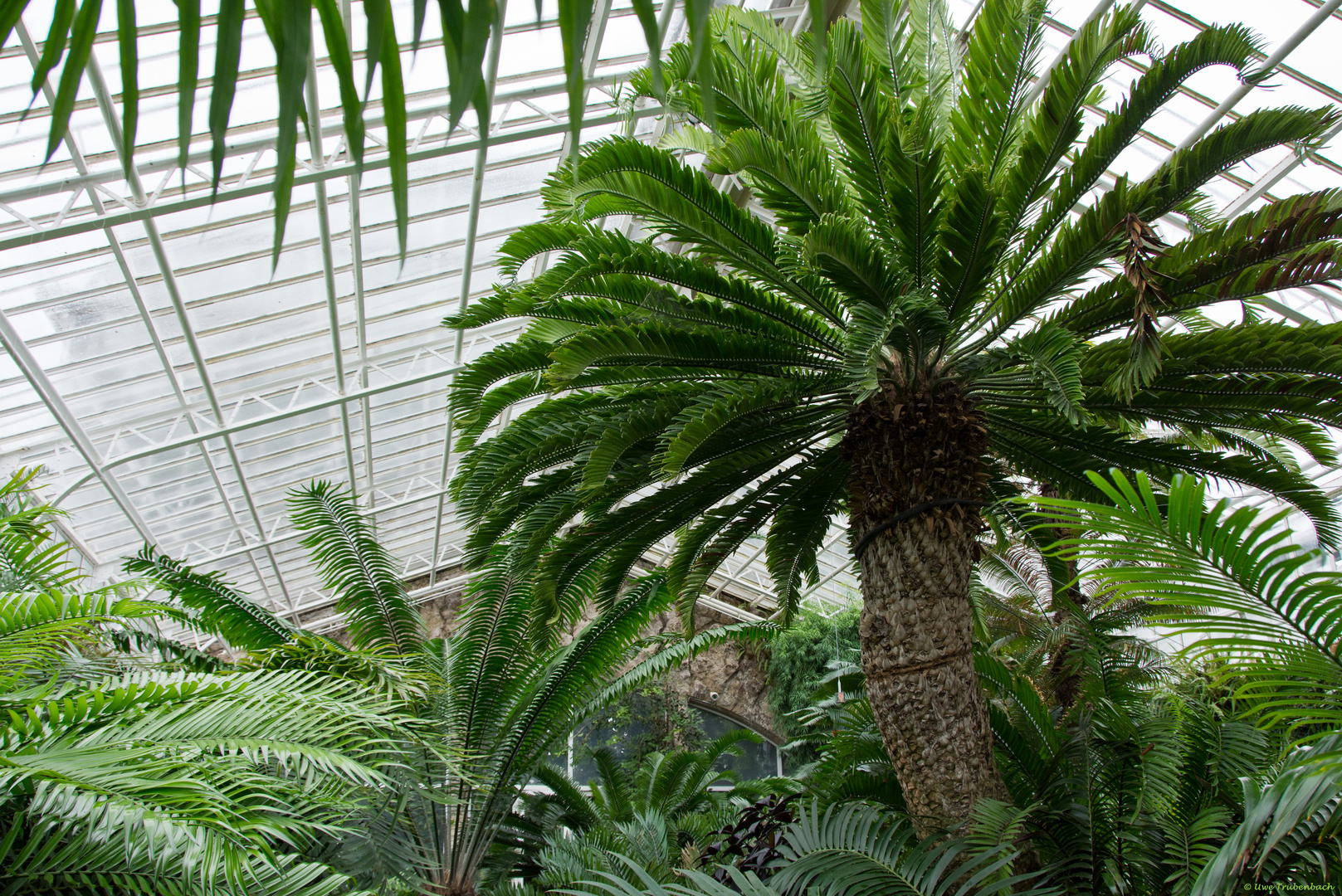 In den Gewächshäusern des Münchner Botanischen Gartens (2)