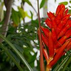 In den Gewächshäusern des Münchner Botanischen Gartens (4)