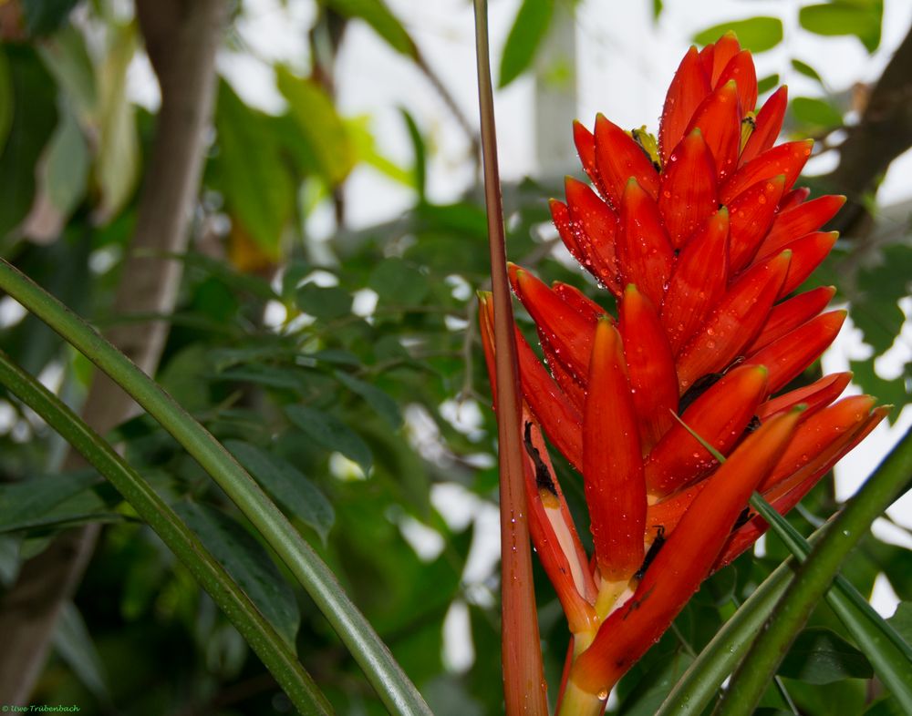 In den Gewächshäusern des Münchner Botanischen Gartens (4)