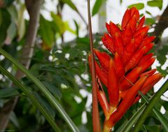 In den Gewächshäusern des Münchner Botanischen Gartens (4)