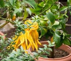 In den Gewächshäusern des Münchner Botanischen Gartens (5)