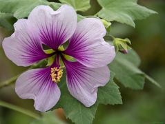 In den Gewächshäusern des Münchner Botanischen Gartens (6)