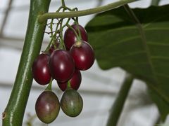 In den Gewächshäusern des Münchner Botanischen Gartens (8)