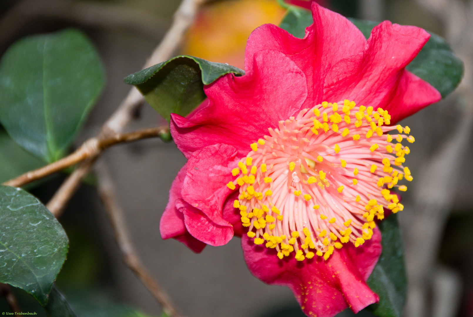 In den Gewächshäusern des Münchner Botanischen Gartens (9)