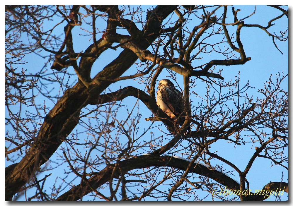 In den Glauer Bergen (Bussard)