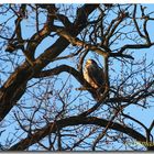 In den Glauer Bergen (Bussard)