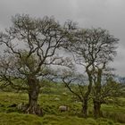 In den Grampian Mountains