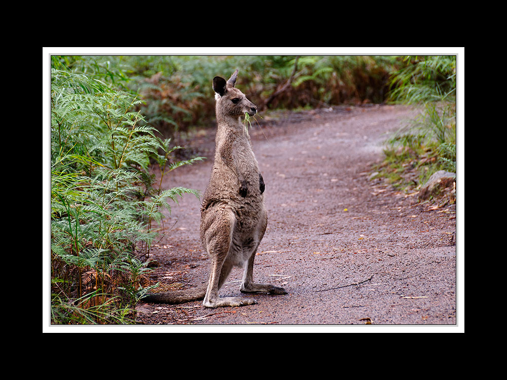 In den Grampians 03