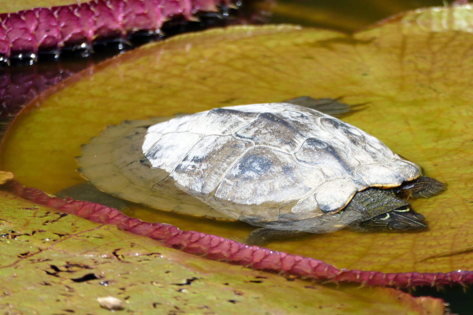 In den großen Blättern der Amazonas-Riesenseerose