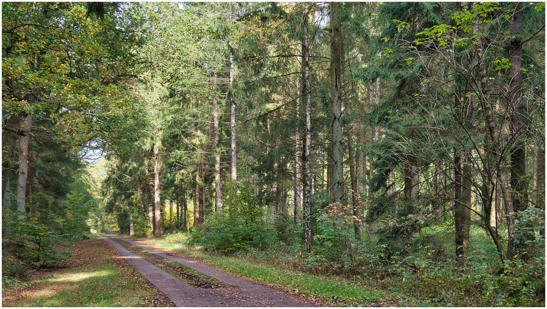 in den Heeder Tannen Foto &amp; Bild | world, wald, natur Bilder auf ...