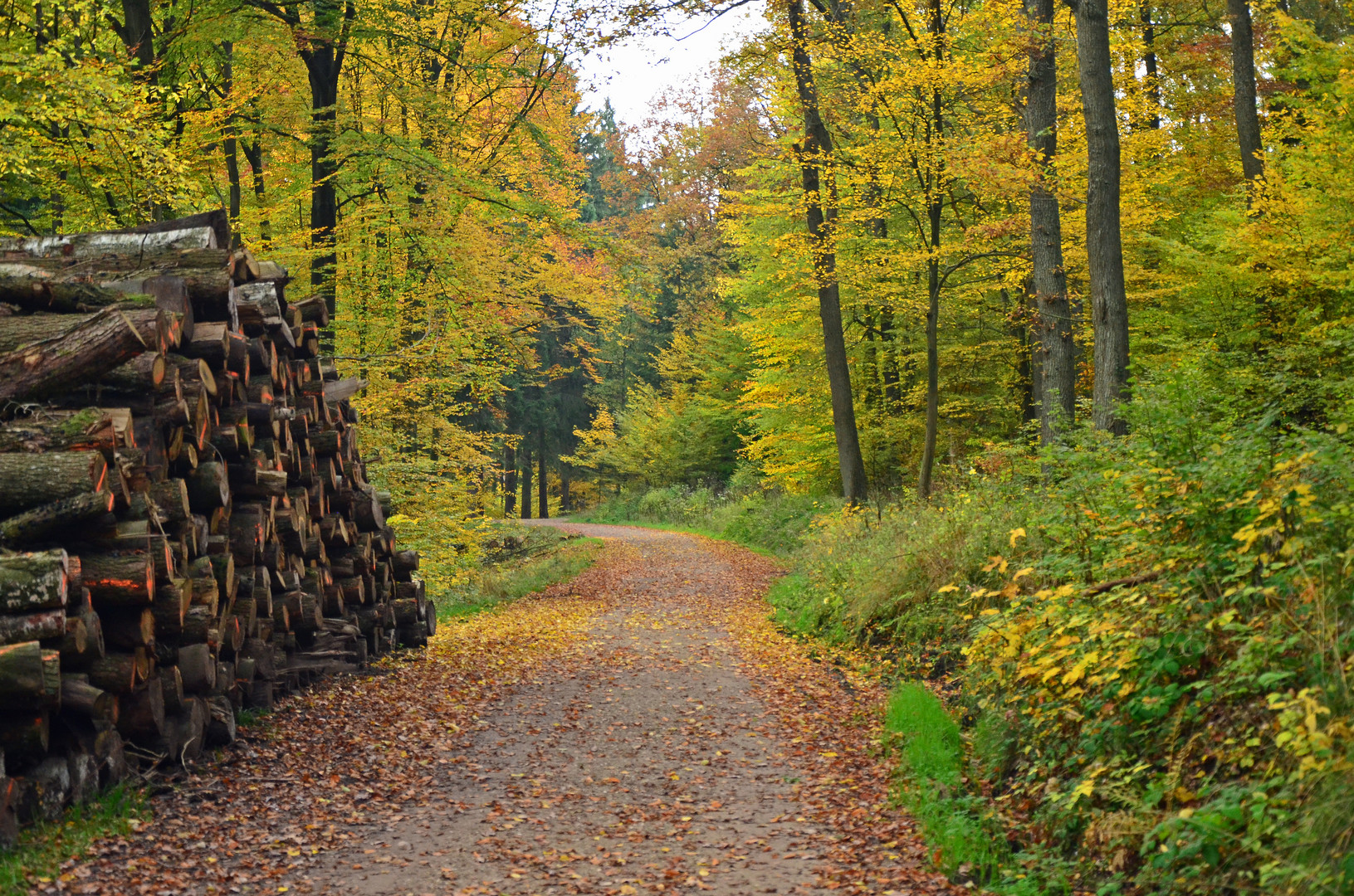 In den herbstlichen Wäldern der Eifel........