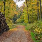 In den herbstlichen Wäldern der Eifel........