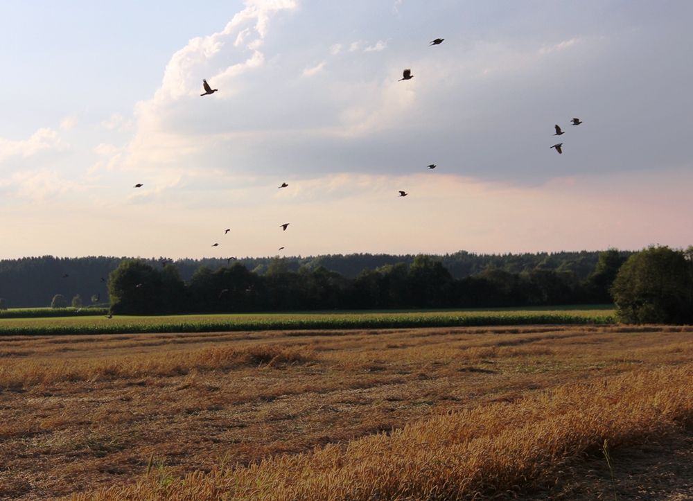 in den Himmel