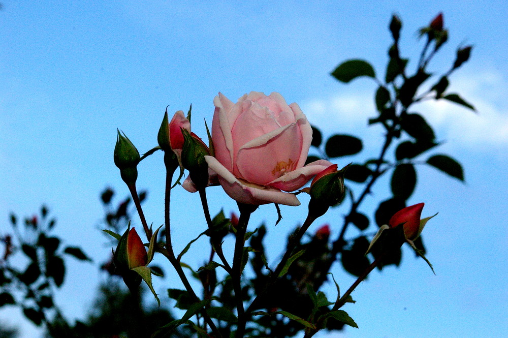 In den Himmel blickende Rose