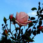 In den Himmel blickende Rose