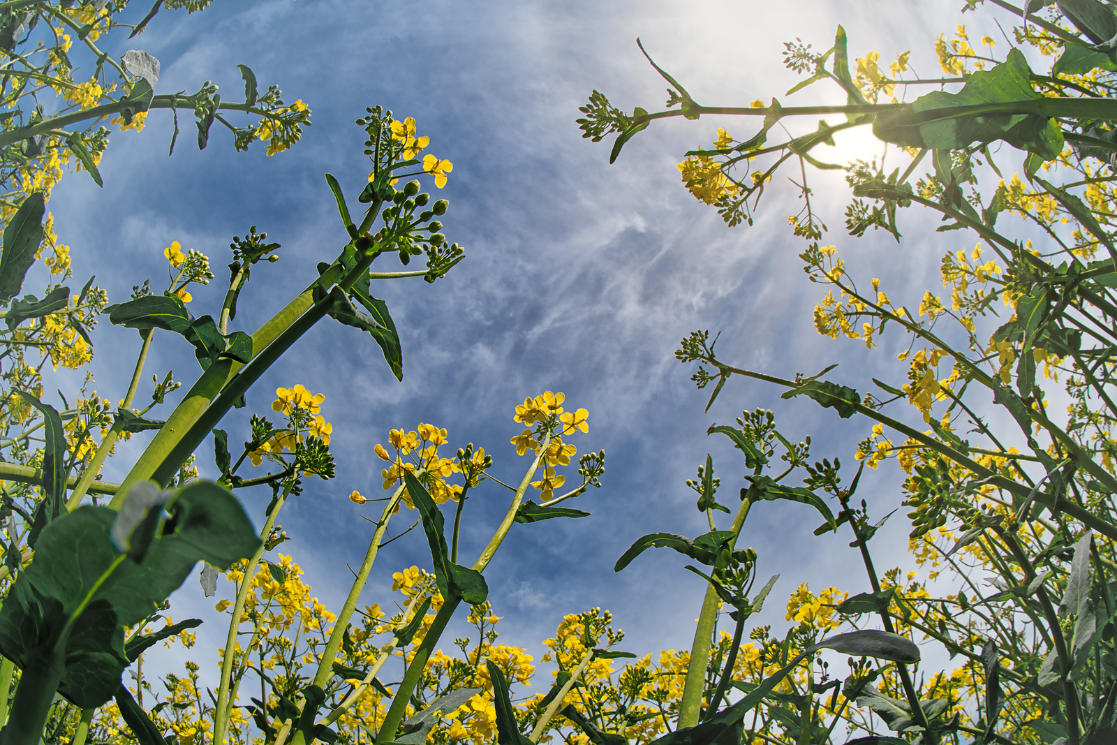 In den Himmel geschaut