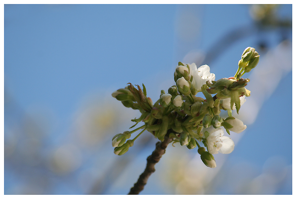 in den Himmel gestreckt