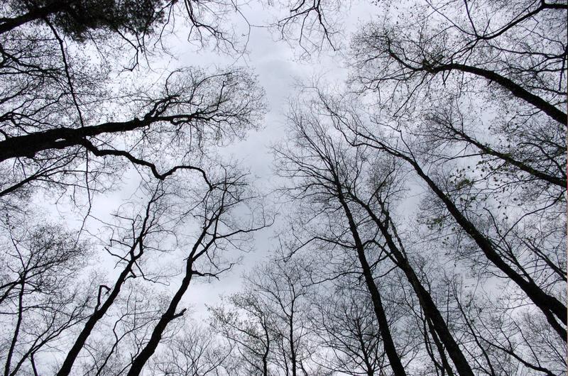 in den himmel gewachsen