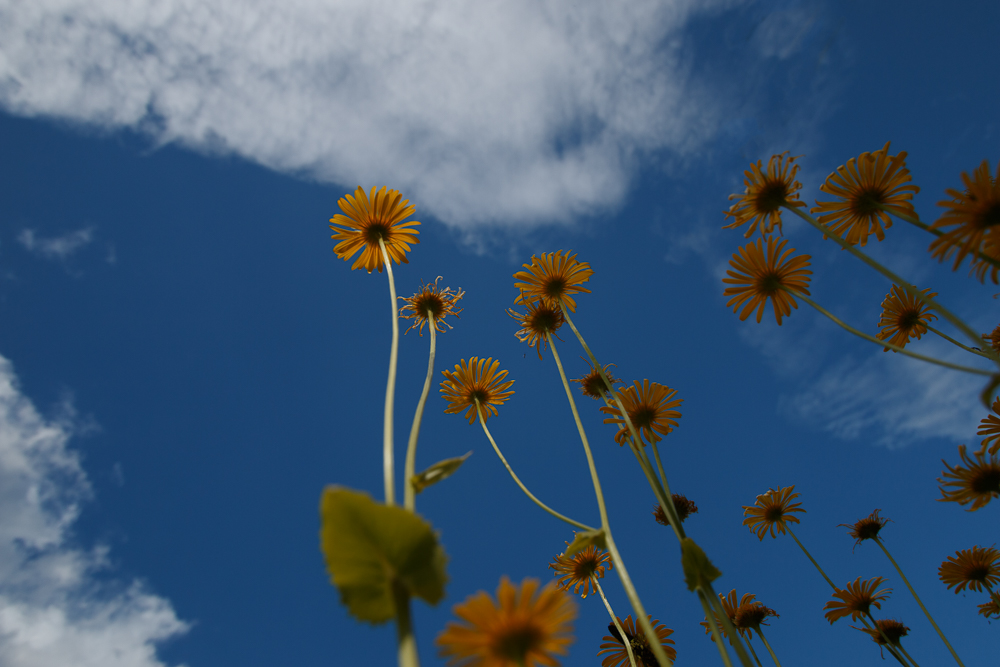 In den Himmel hoch