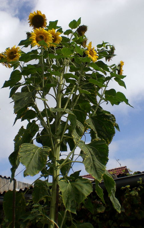 In-den-Himmel-wachsen