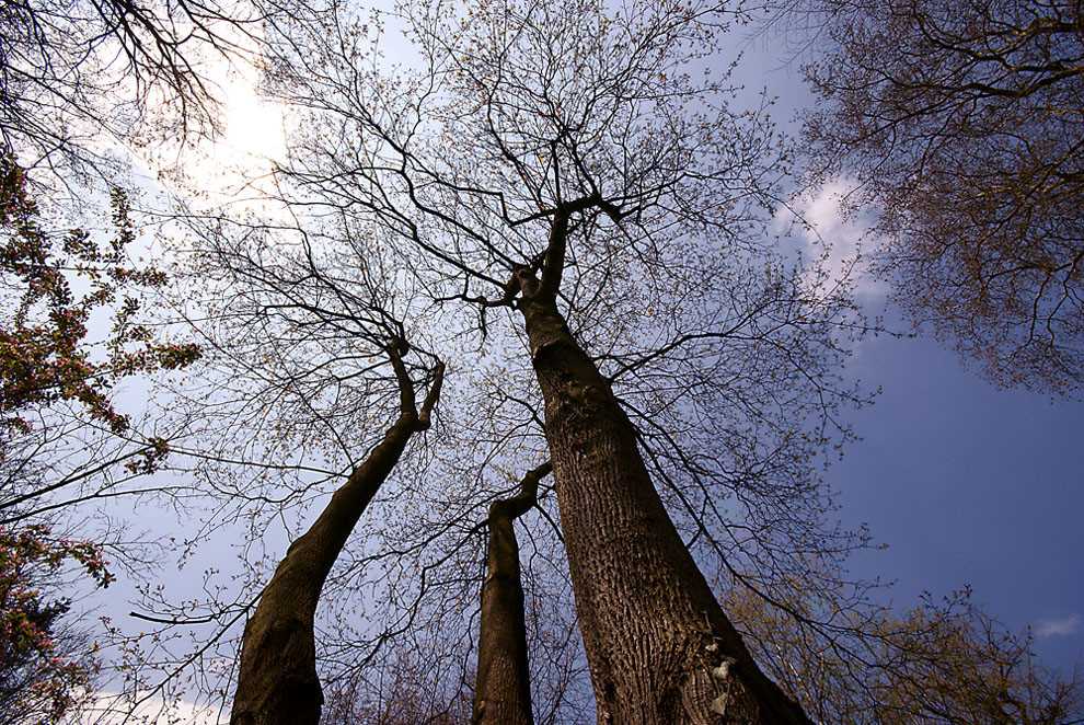 in den Himmel wachsen