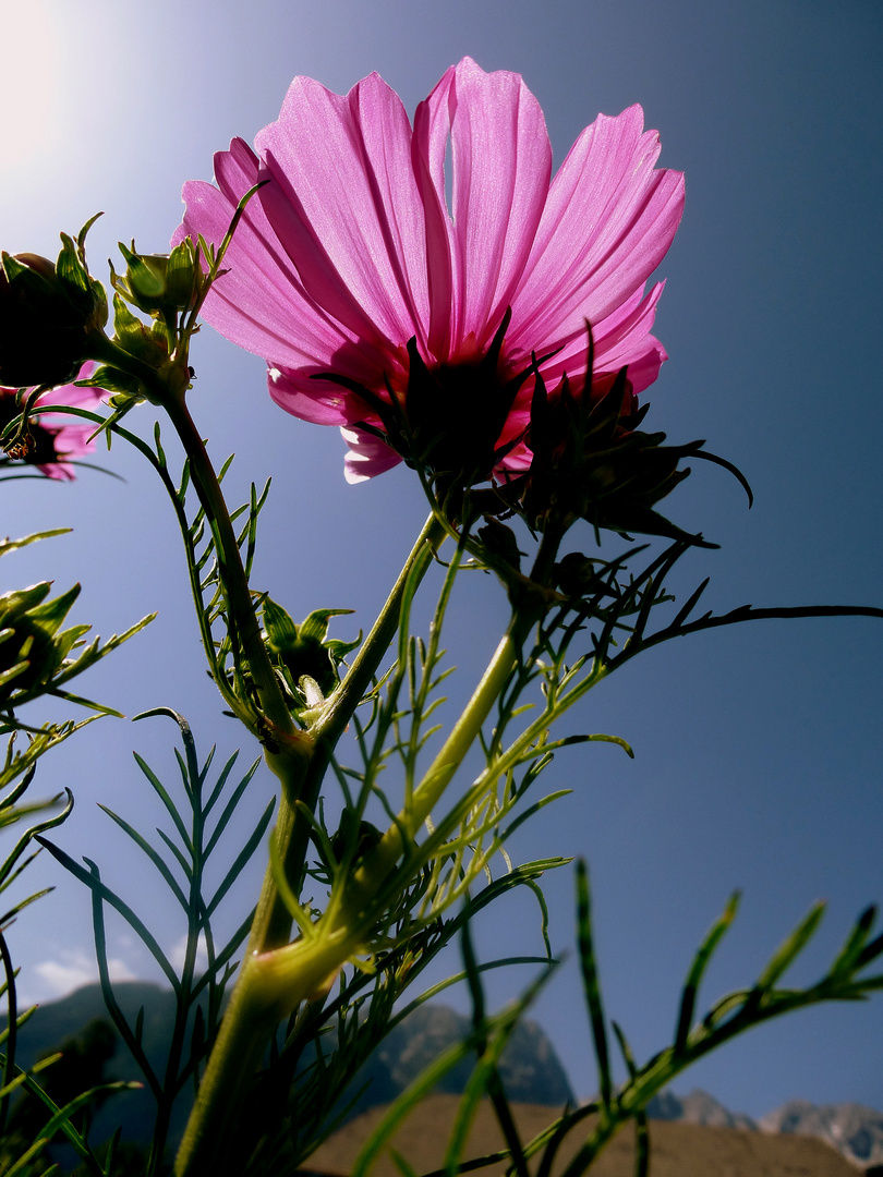 ...in den Himmel wachsen...