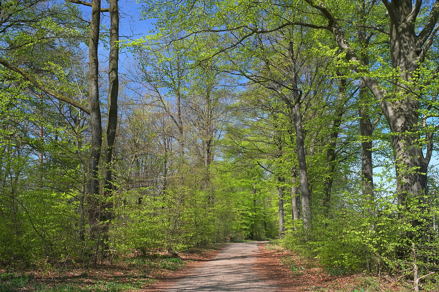 In den Höhenlagen des Teutoburger Waldes