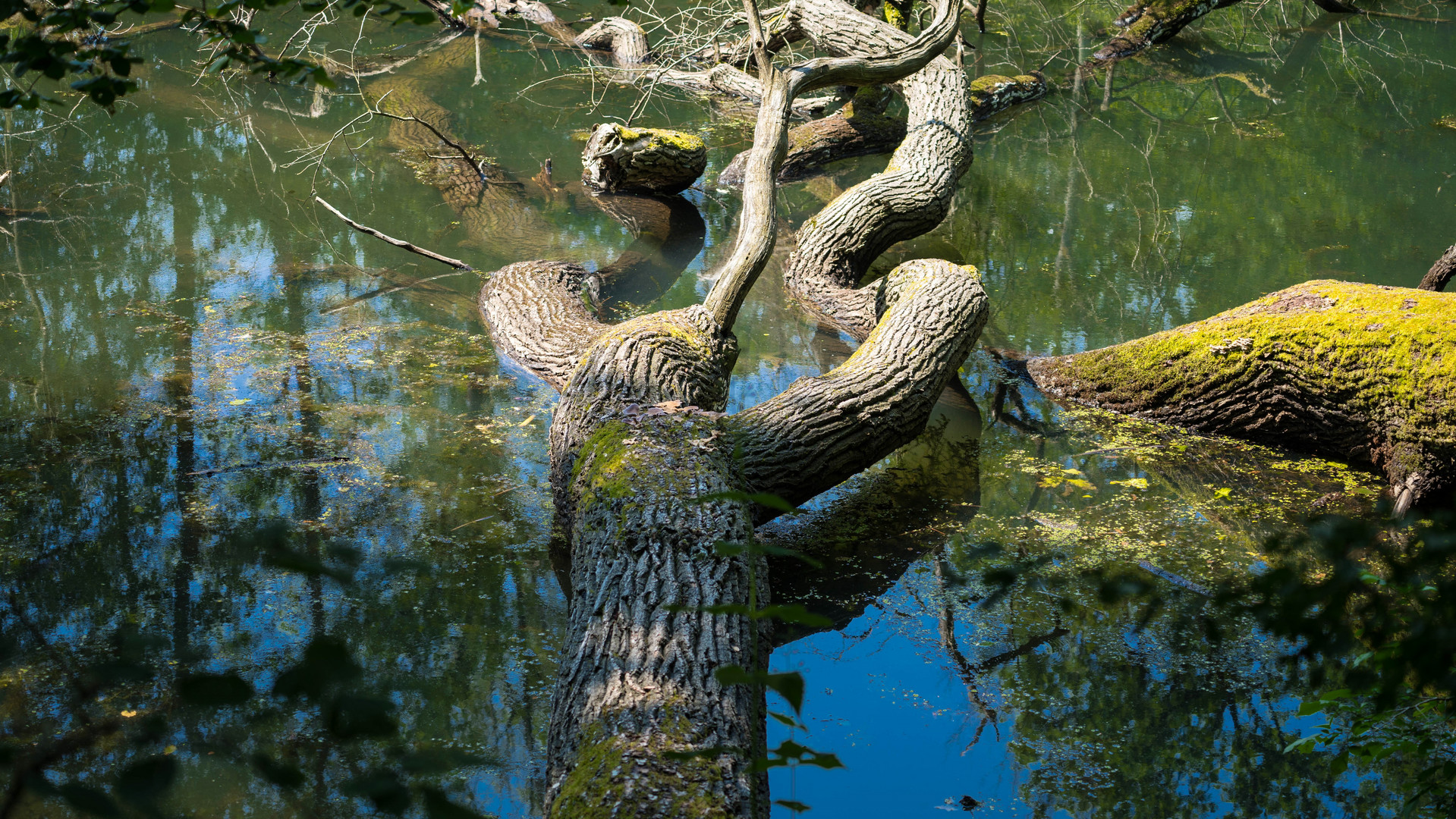 In den Hördter Rheinauen 