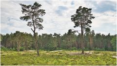 in den Holmer Sandbergen unterwegs