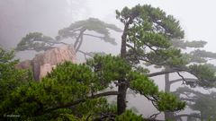 in den Huangshan Bergen