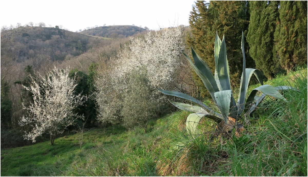 In den Hügeln der Maremma