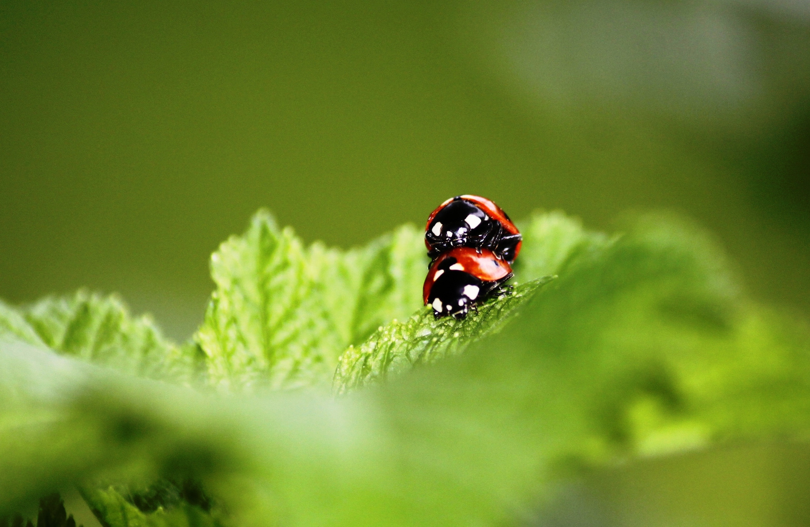 In den Johannisbeeren