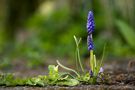 *In den kleinsten Dingen zeigt die Natur ihre allergrößten Wunder......* by Emma-Russel 