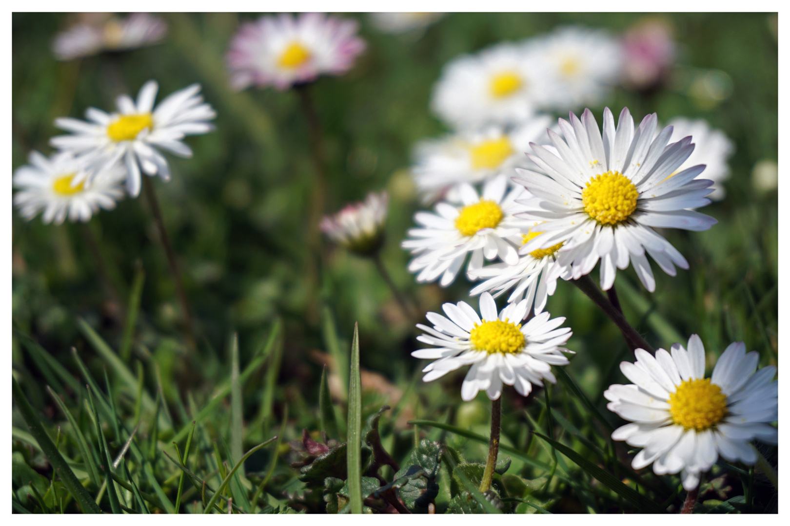 In den kleinsten Dingen zeigt uns die Natur ihre allergrößten Wunder