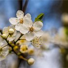 …  In den Knicks rührt sich der Frühling …