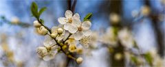 …  In den Knicks rührt sich der Frühling …