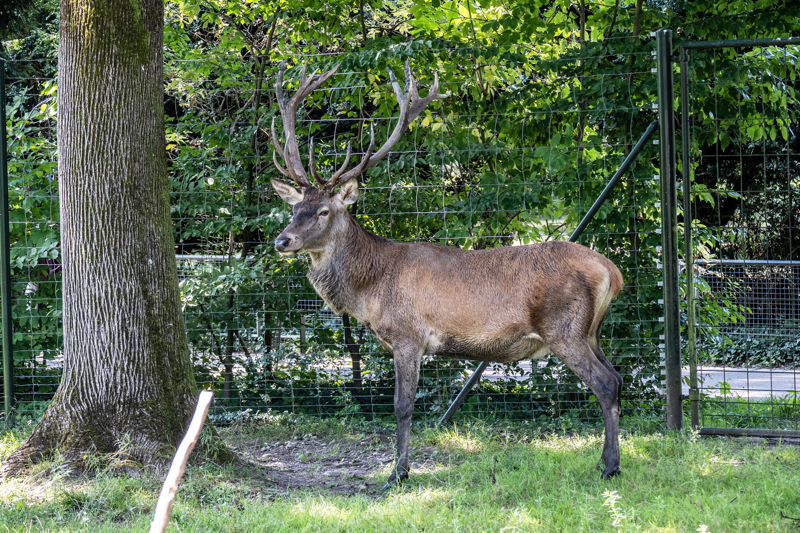 in den langen Erlen - DSC_0216