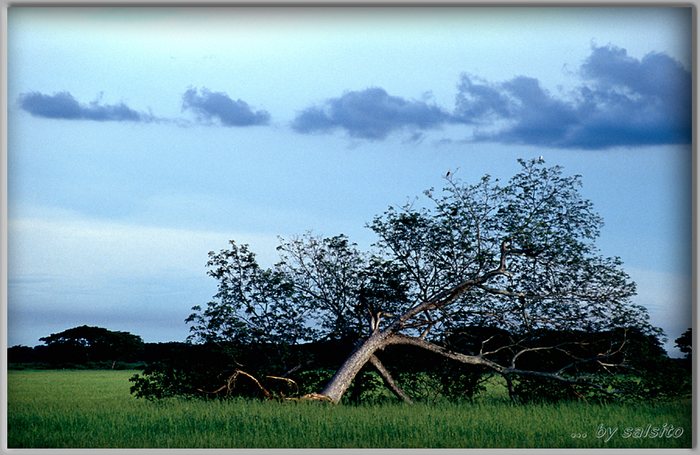 In den LLanos (Venezuela)