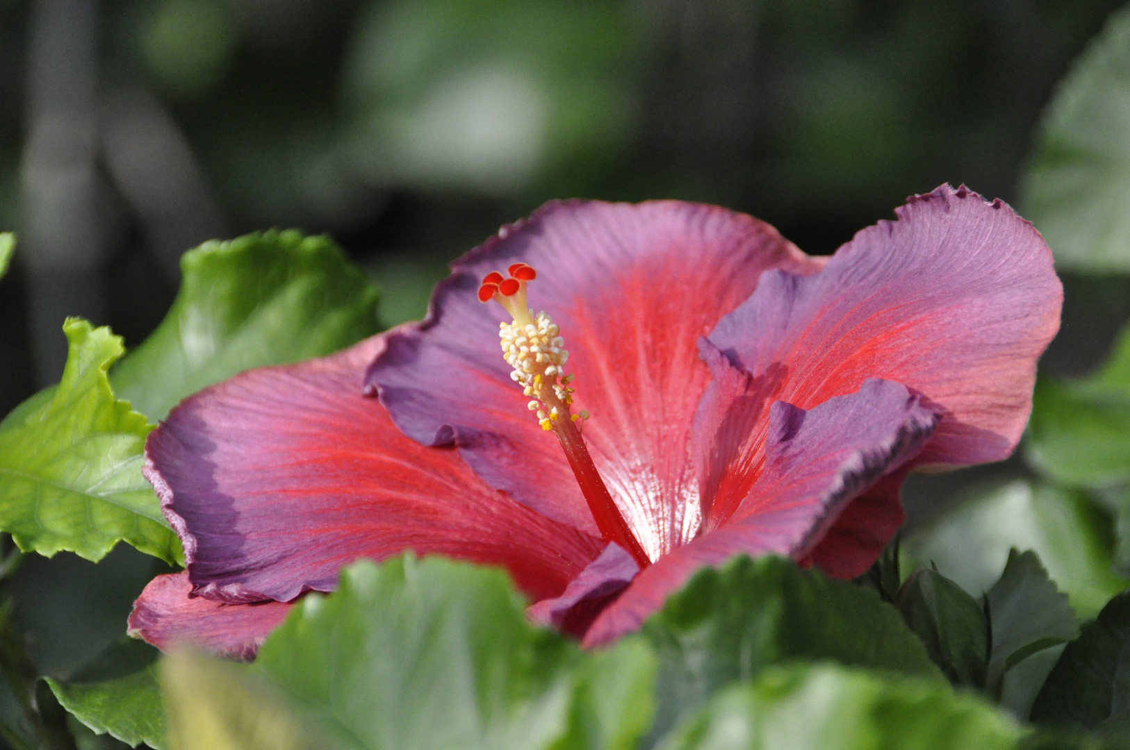 In den Longwood Gardens