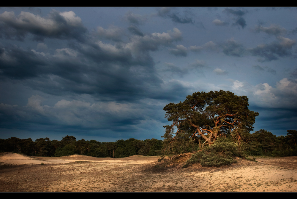 in den Maasdünen