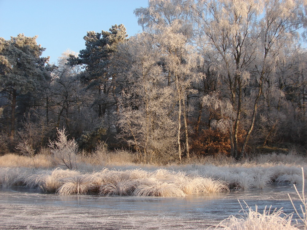 In den Maasdünen.