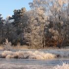 In den Maasdünen.