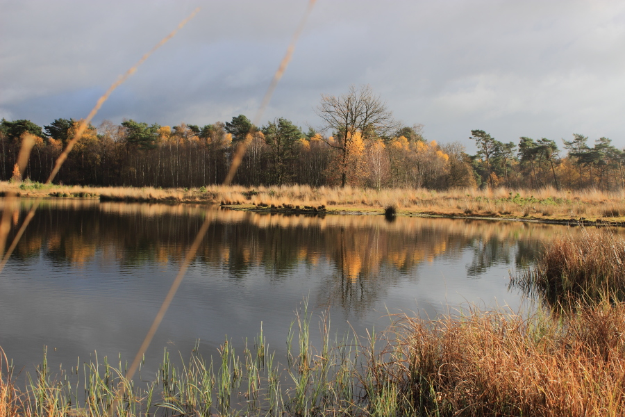 In den Maasduinen 2