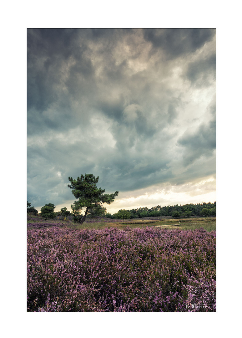 In den Maasduinen