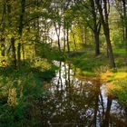 In den Maasduinen bei Arcen 