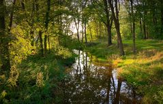 In den Maasduinen bei Arcen 