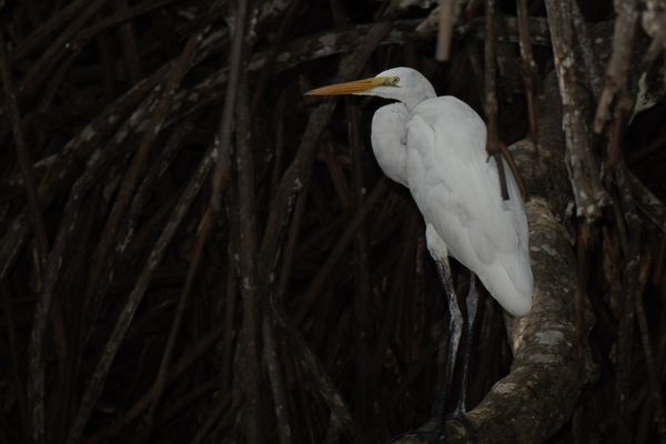 In den Mangroven versteckt / Hidden in the mangroves