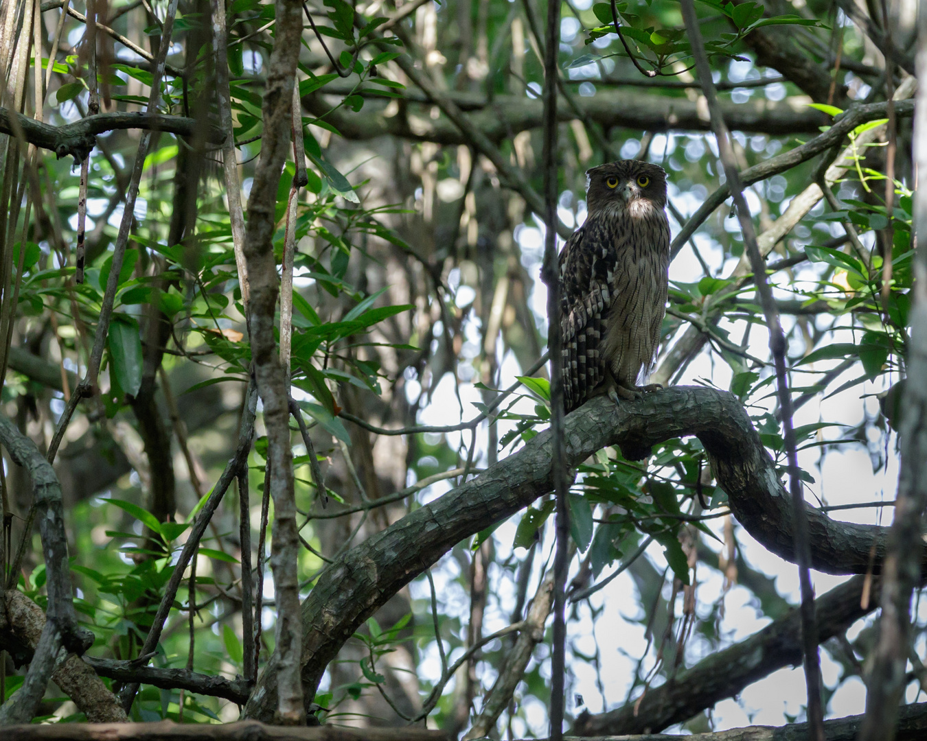 In den Mangroven von Sri Lanka